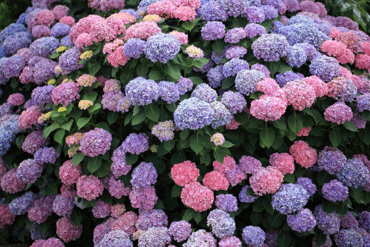 525658 (a): :1600x1066